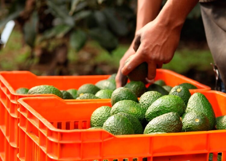 Cambio Clim Tico El Tal N De Aquiles Del Cultivo De Aguacate Diario