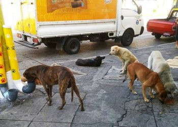 Ciudadanos instalan puestos de comida para perros callejeros en Mejicanos