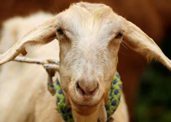 Una cabra pronostica qué selección ganará el Mundial de Rusia 2018