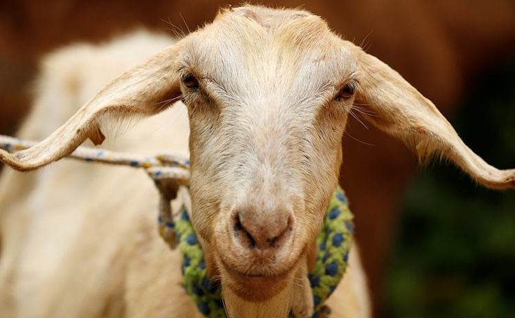 Una cabra pronostica qué selección ganará el Mundial de Rusia 2018