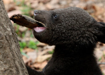 Una familia cría durante años a un oso en peligro de extinción creyendo que era un perro