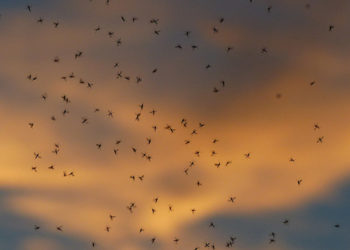 Habitantes de una ciudad temen salir a la calle por una invasión de mosquitos bíblica