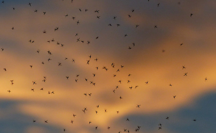 Habitantes de una ciudad temen salir a la calle por una invasión de mosquitos bíblica