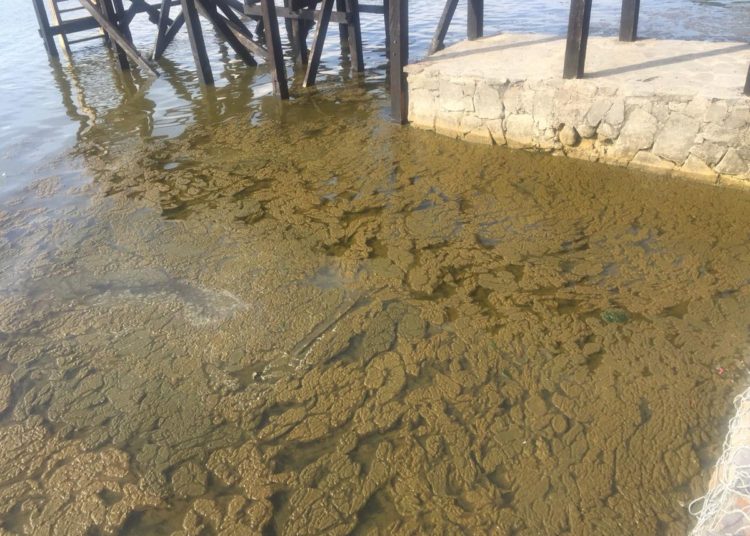 Investigan presencia de algas en el Lago de Coatepeque