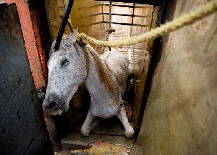 El maltrato animal ante las cámaras del fotoperiodista Aitor Garmendia