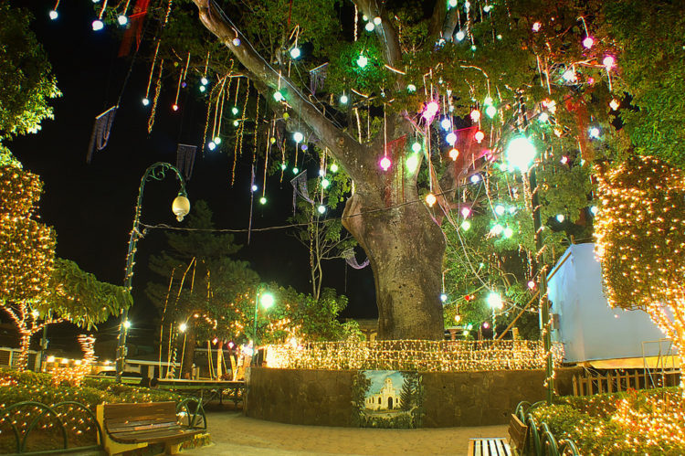 Inician trabajos para talar la centenaria Ceiba de Antiguo Cuscatlán