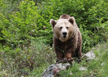 VIDEO: Un oso mata a un hombre que se quería hacer una «selfie» con él