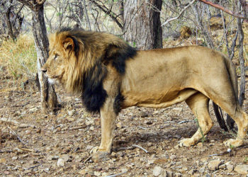 León que se encontraba en una reserva de caza ataca al dueño del lugar