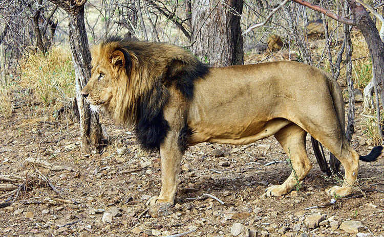 León que se encontraba en una reserva de caza ataca al dueño del lugar
