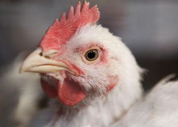 Logran cruzar células humanas con embriones de pollo y la quimera sobrevive