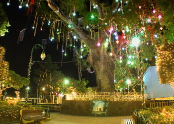 MARN ordena talar ceiba del parque central de Antiguo Cuscatlán