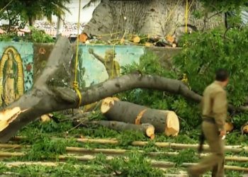 Talan ceiba del parque central de Antiguo Cuscaltán