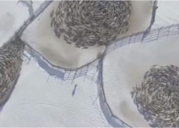 Manadas de ciervos en especie de “trance hipnótico” son captadas en Rusia