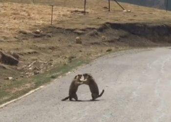 Dos marmotas se pelean por su doncella