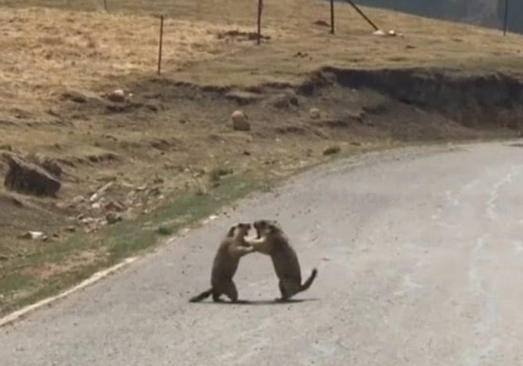 Dos marmotas se pelean por su doncella