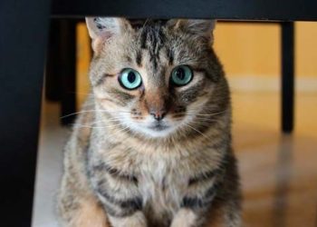 Capturan a gata que deambuló ocho días en el John F. Kennedy