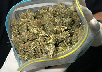 Imponen 144 jornadas de trabajo a sujeto que le decomisaron $260 en marihuana