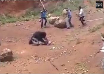 [VIDEO] Multitud mata a oso que atacó a hombre que intentaba tomarse una selfie con él