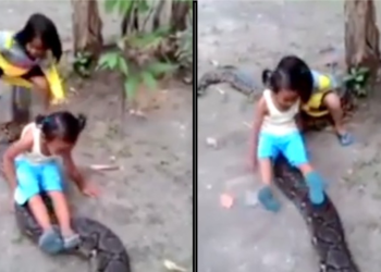 Niñas se montan sobre gigantesca pitón y estremecen las redes