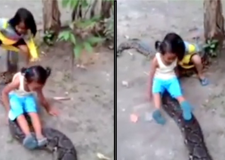 Niñas se montan sobre gigantesca pitón y estremecen las redes