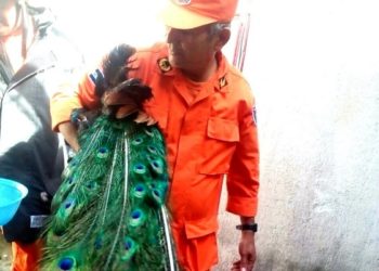 Rescatan a un pavo real que se subió al tejado de una casa en San Miguel