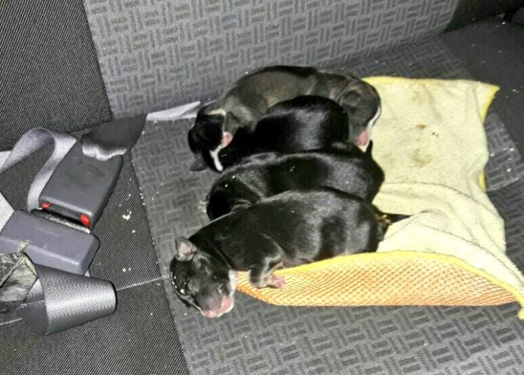 Rescatan cinco perritos que desconocidos abandonaron dentro de bolsa plástica