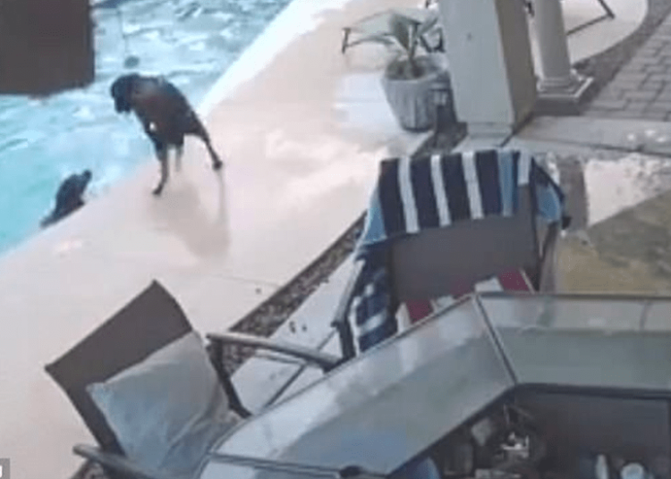 Un perro salva a su compañero de morir ahogado en una piscina