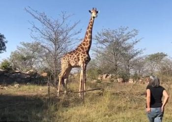 Mujer encara a jirafa que mató a su esposo