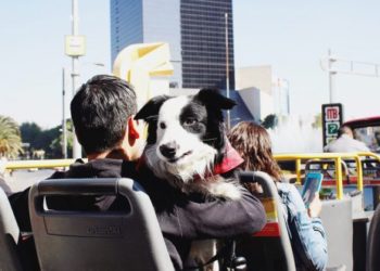 Así es el primer bus turístico para mascotas de Latinoamérica