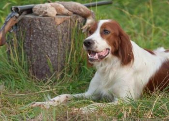 Un estadounidense es herido de bala por su mascota