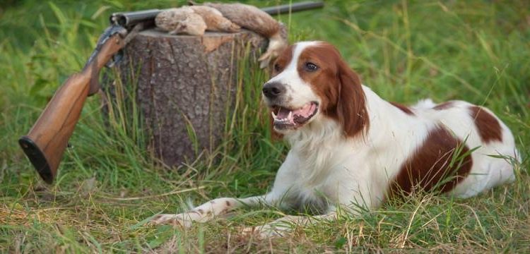 Un estadounidense es herido de bala por su mascota