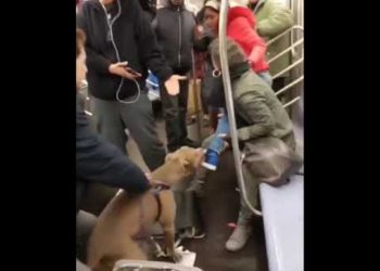 VIDEO: El inquietante momento en que un pitbull muerde a una mujer en el metro de Nueva York