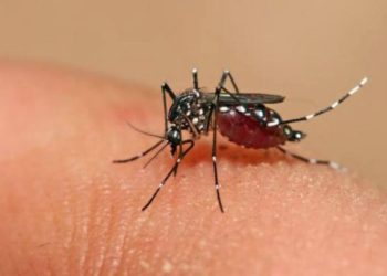 Lo que los padres deben saber para prevenir y tratar las picaduras de insectos en sus hijos