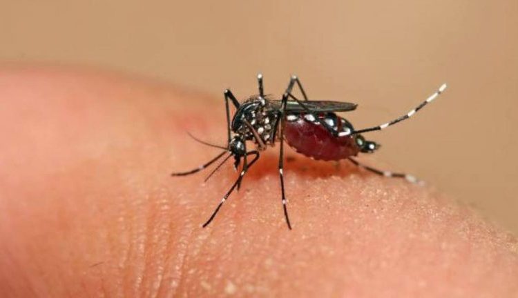 Lo que los padres deben saber para prevenir y tratar las picaduras de insectos en sus hijos