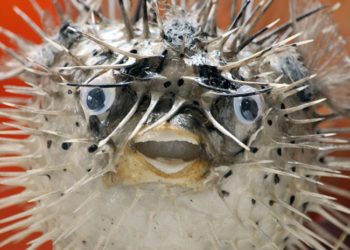 Una extraña criatura hallada en una casa deja a la Red boquiabierta