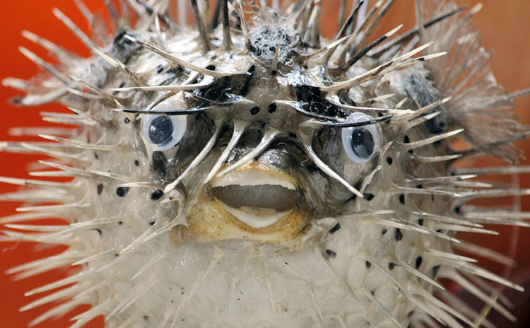 Una extraña criatura hallada en una casa deja a la Red boquiabierta