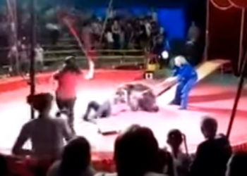 El feroz ataque de un oso a un empleado de circo en Rusia