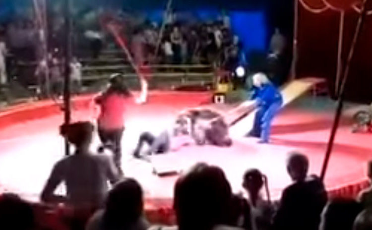 El feroz ataque de un oso a un empleado de circo en Rusia