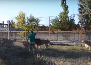 Cuidador de zoológico intimida a unos leones con una «chancla»