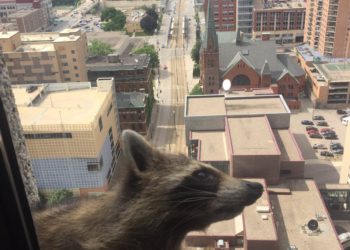 Un mapache trepa 23 pisos de un rascacielos en EE.UU. y se convierte en tendencia mundial