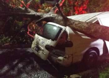 Lluvias derriban árbol en San Salvador y causan daños a cuatro vehículos