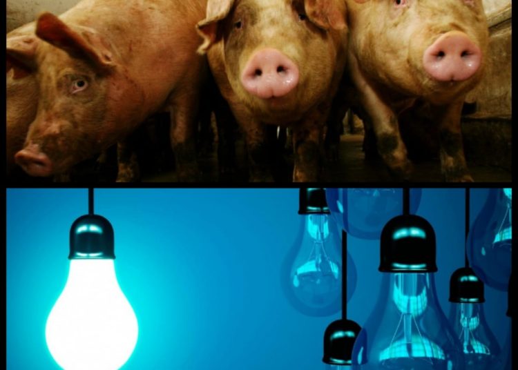 Estiércol de animal será usado en los novedosos proyectos de energía eléctrica en el país