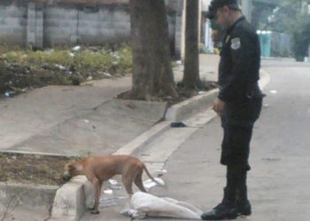 Amarran las patas de un perro y lo abandonan dentro de un saco