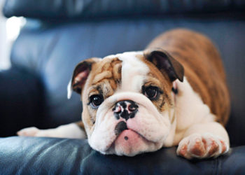 Este es el perro que han calificado como «el más feo del mundo»