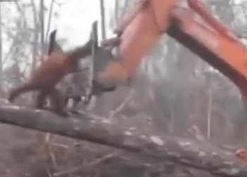 Un orangután lucha contra una excavadora que destroza su hábitat