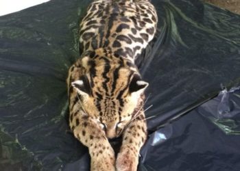 Muere ocelote tras ser atropellado en carretera a Santa Ana