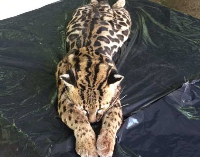 Muere ocelote tras ser atropellado en carretera a Santa Ana