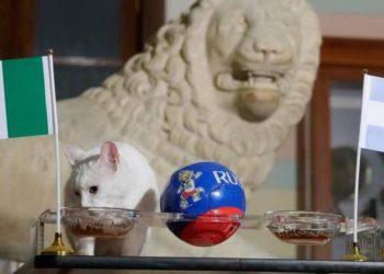 Gato Aquiles acabó todas sus vidas: Falló predicción sobre la derrota Nigeria-Argentina