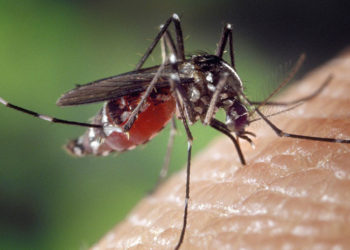 Encuentran en EE.UU. un virus nunca antes detectado en personas