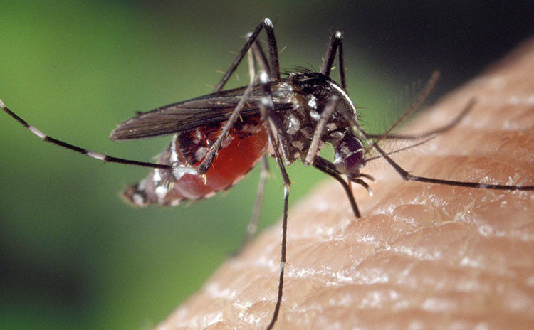 Encuentran en EE.UU. un virus nunca antes detectado en personas